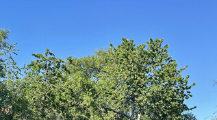 Bild Weyererhofstellplatz-1-laubenstein-5608