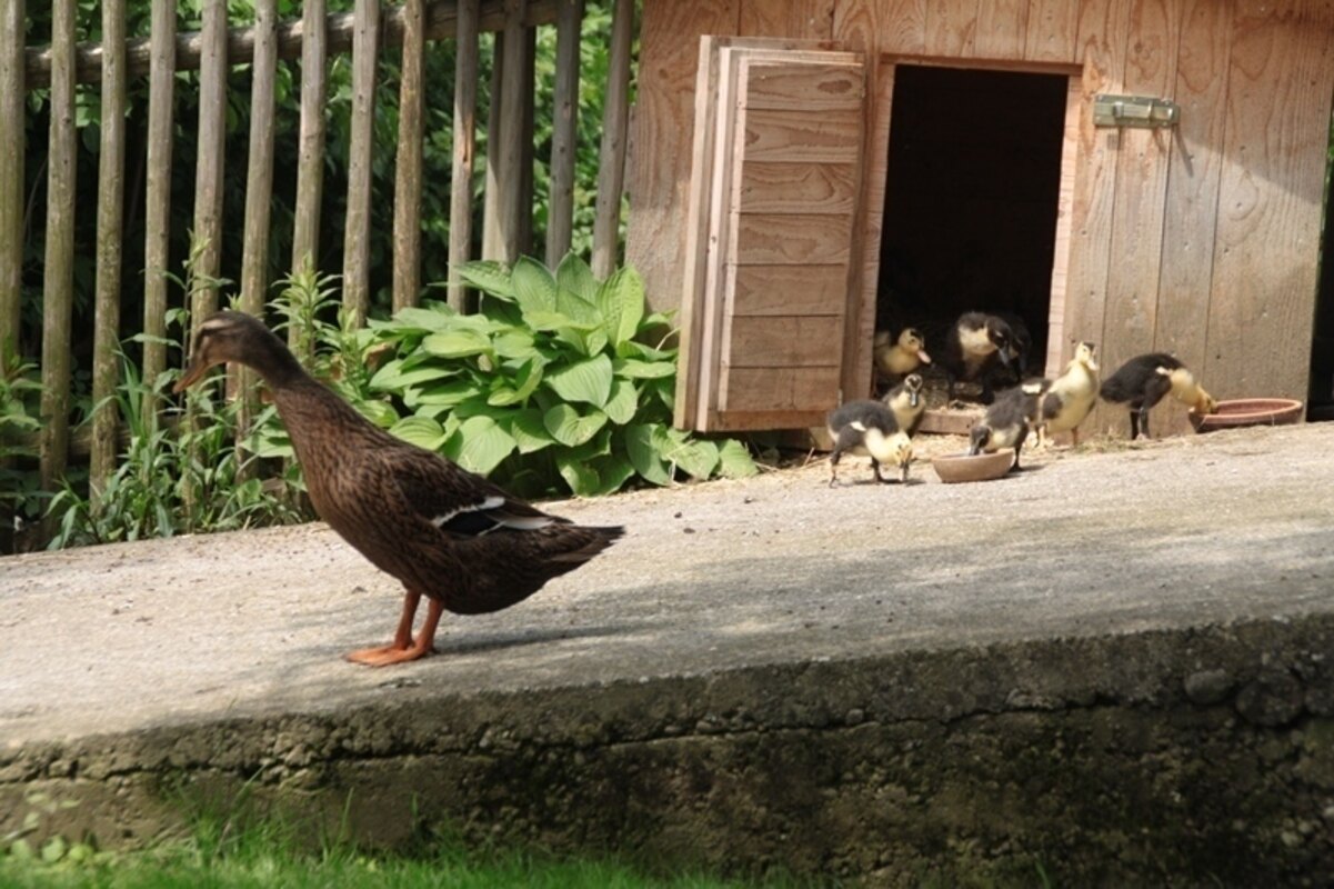 Bild-4 Samerhof Ferienwohnung Siegharting in Prien am Chiemsee